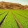 Comisión Agraria evaluará la nueva Ley de Promoción Agraria