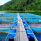 Proyecto de Ley que plantea facilidades de pago de multas administrativas del sector pesca y acuicultura